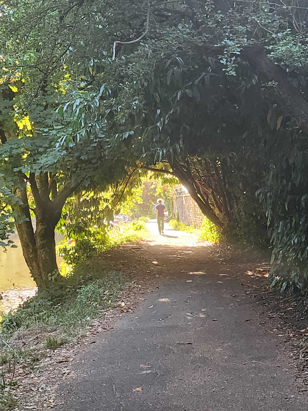 A tree lined path, with sun light at the end almost envelopes a figure in the distance