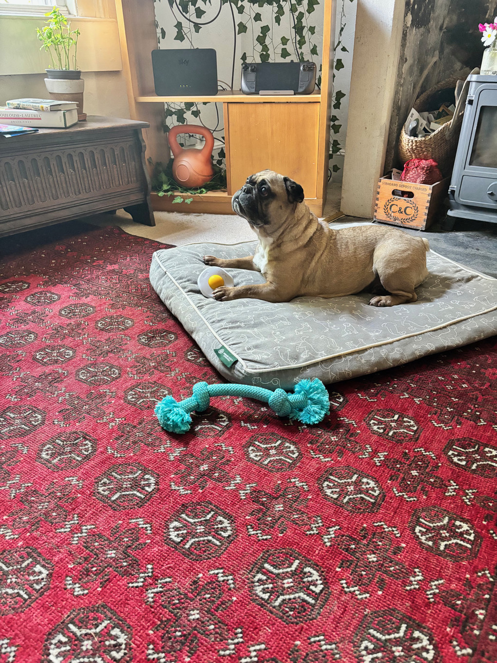 A small dog laying on a dog bed in the middle of a busy living room