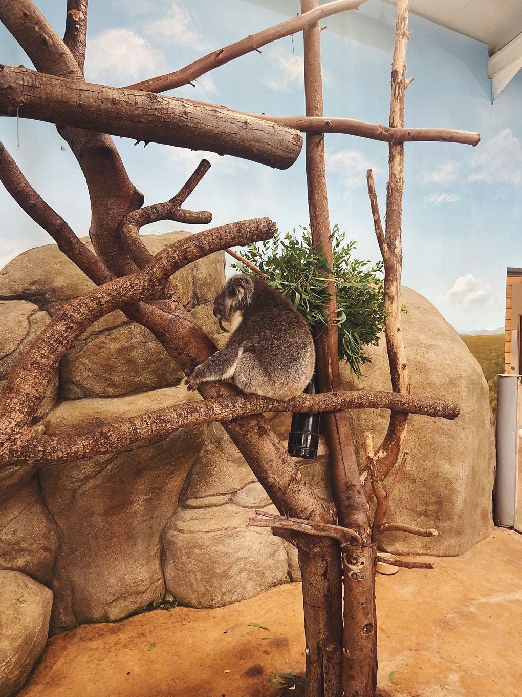 Koala sat on a branch eating some leaves at Longleat Safari.