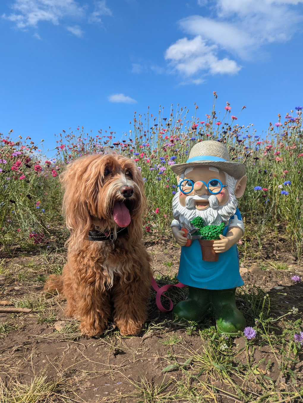 A fluffy ginger dogs sat next to a statue of a garden gnome. They are surrounded by colourful tall wildflowers