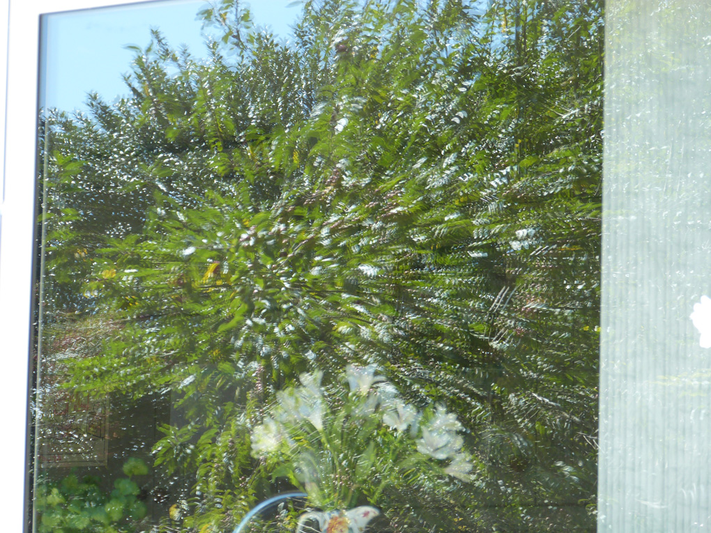 I noticed this slightly odd reflection in the kitchen window, and involved no camera tricks. Perhaps the glass panes are slightly curved and not quite parallel.