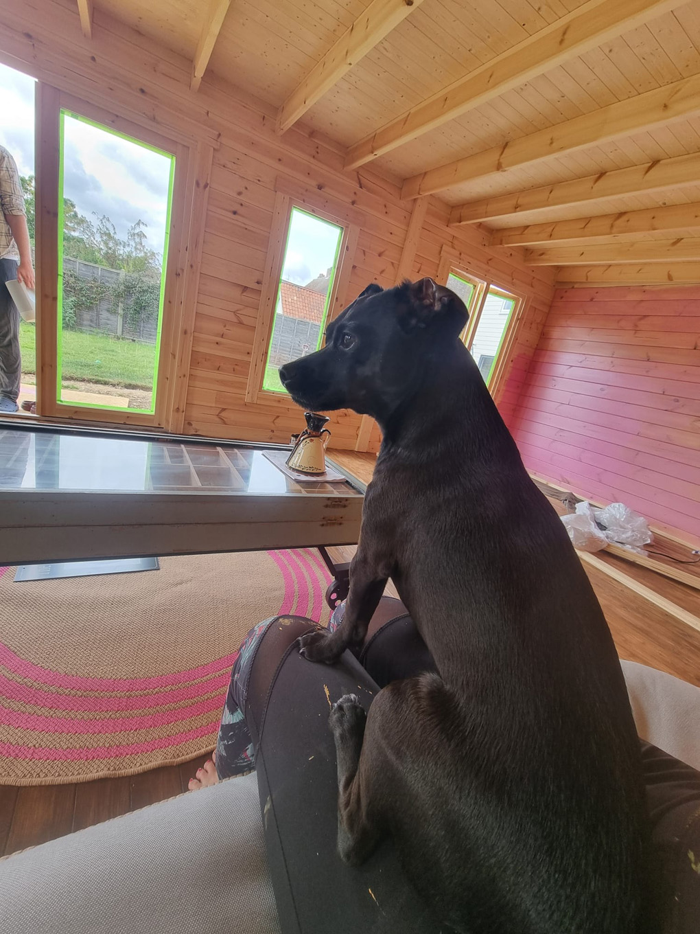 Puppy sitting on a lap near a partially built bar.