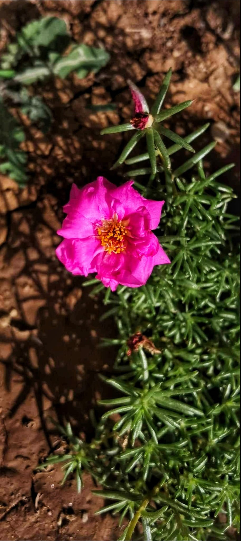 Flower at end of summer