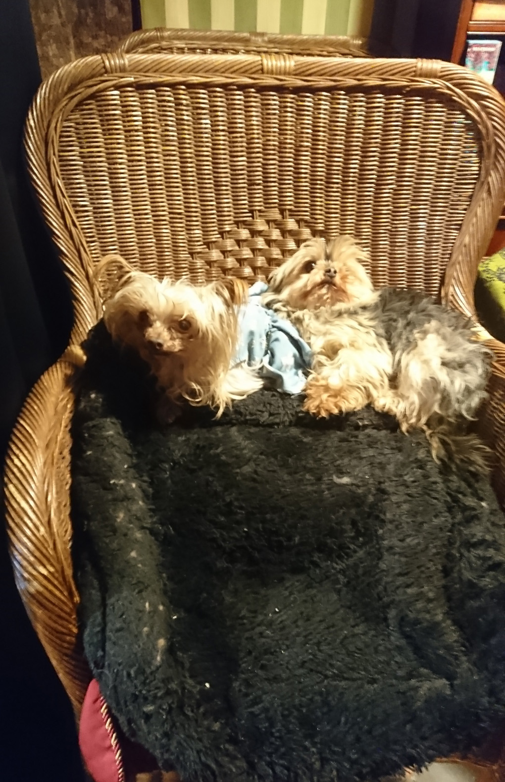 Two little Yorkshire Terriers lying peacefully in a large cane chair. They are ten and twelve years old. The older one has lost the fur on her face and sports a pretty nappy whilst the younger one occasionally jumps down and has a slow amble round the shop and then jumps back onto the chair again. Such a cute pair!