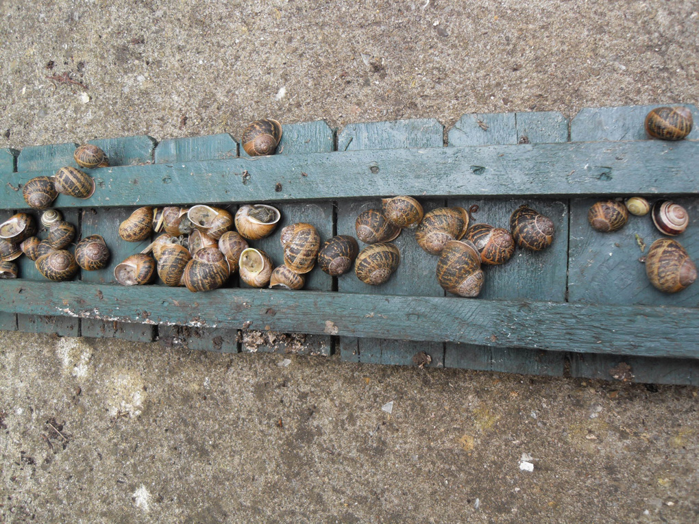 Snails at home on a piece of path edging