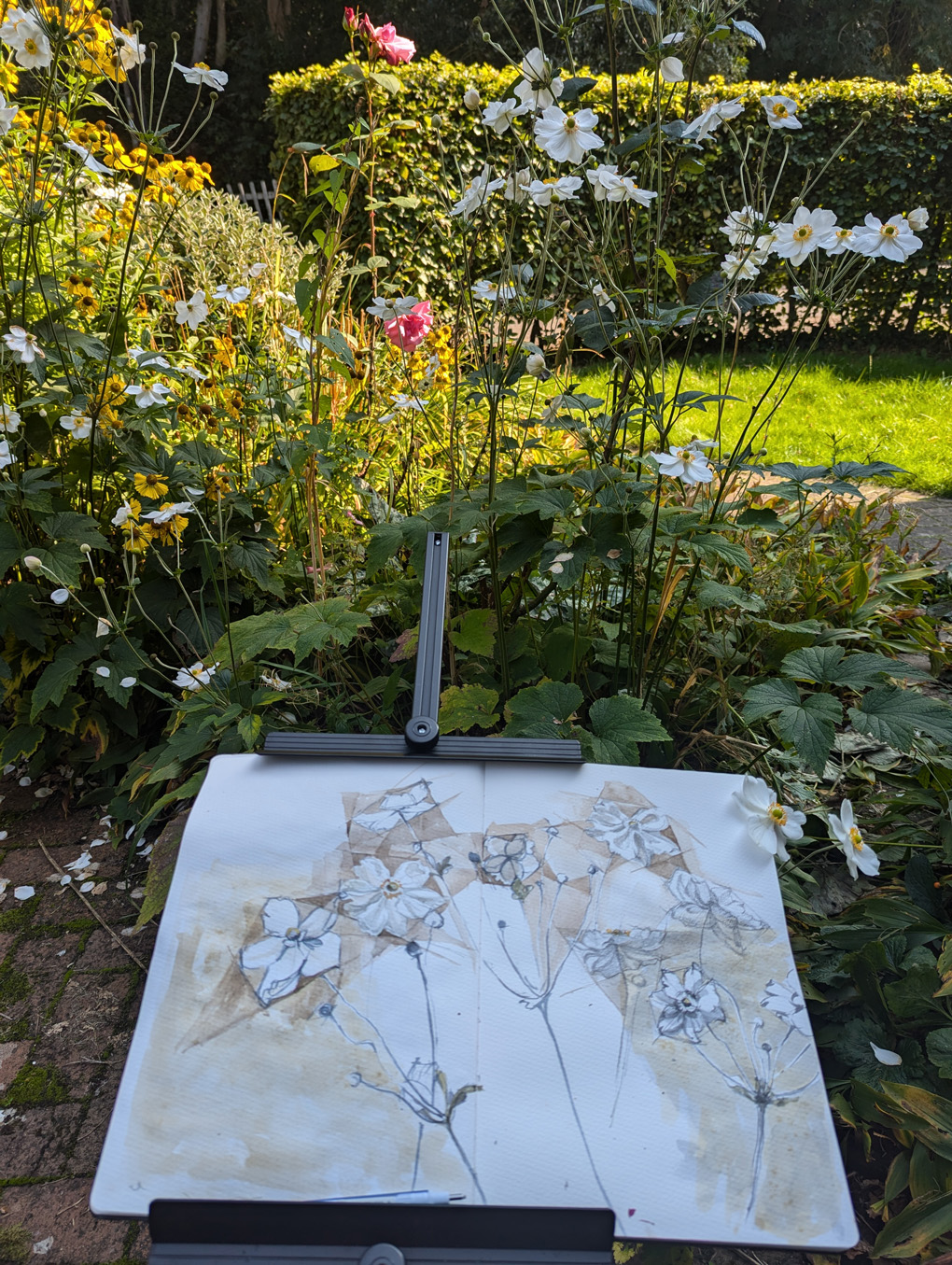 Japanese anemones being painted in watercolours