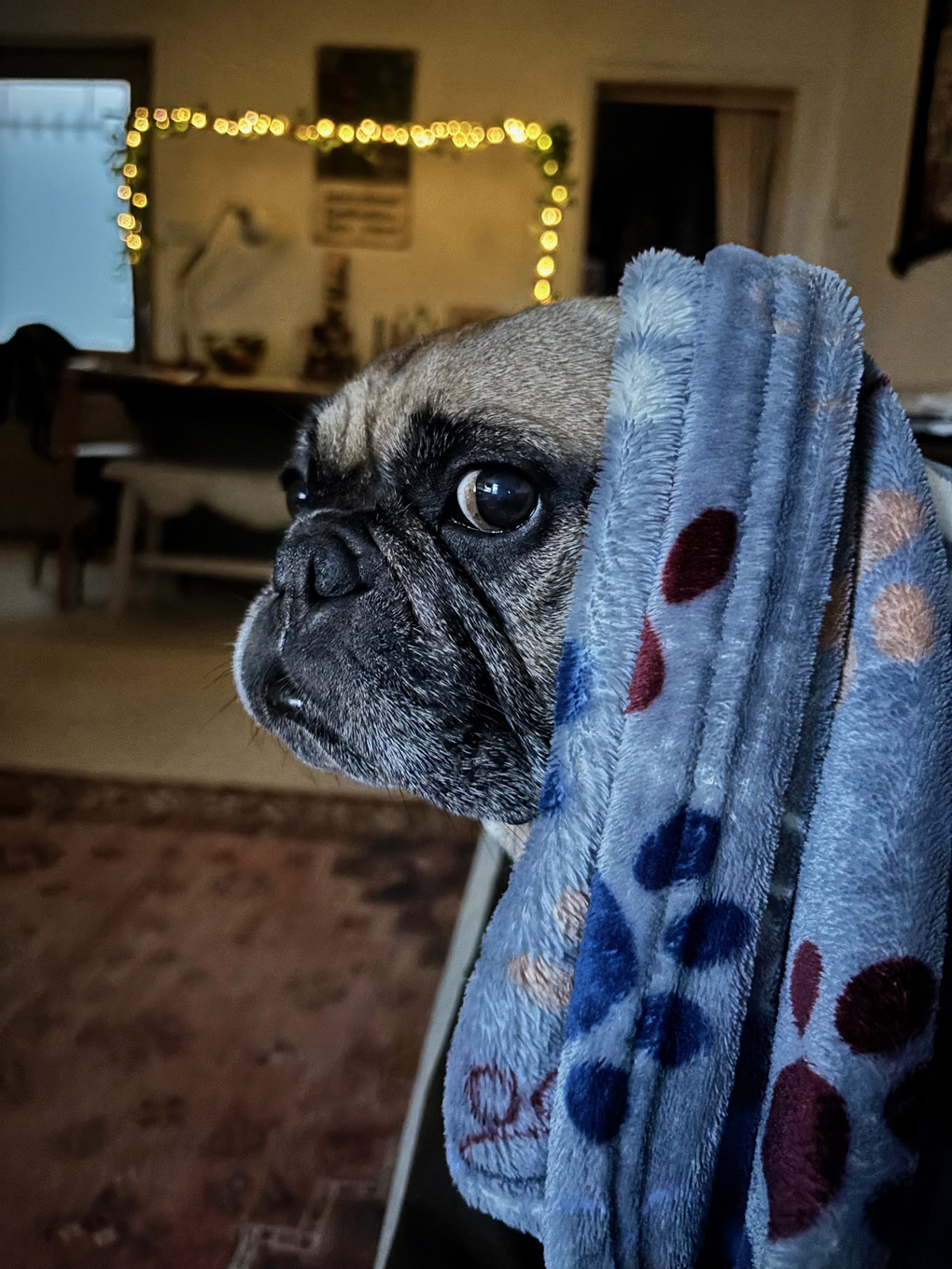 A grumpy looking dog staring at the camera from under a blanket