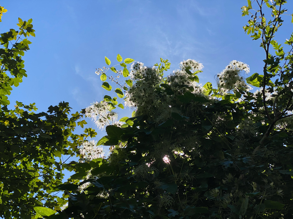 A view from underneath a tree with stringy white seed blooms against a clear blue sky. Most of the tree is in shadow but the edges of the leaves and seeds are backlit by the sun.