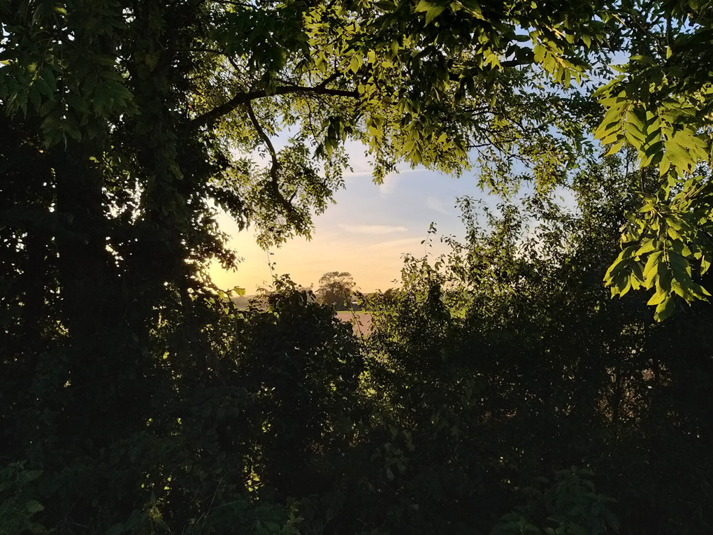 Foreground is a hedge lit up from behind by the setting sun.  Through a gap in the hedge the field and a lone tree can be seen.