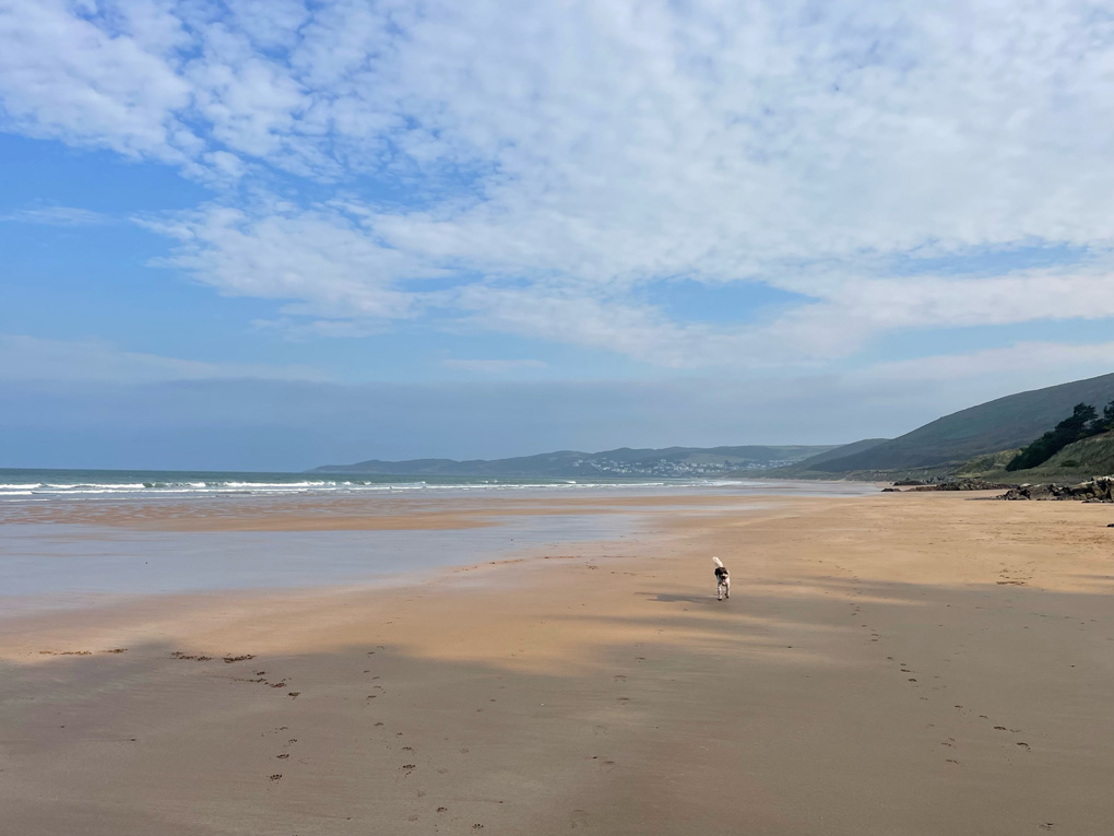 Tiny dog on huge beach with dunes and the sea in the background