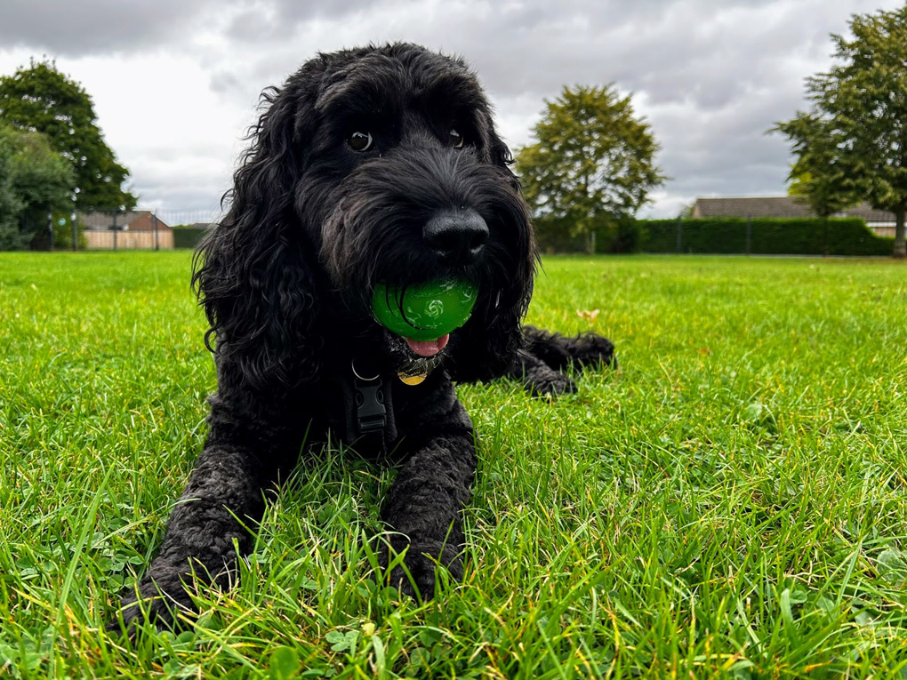 Our black dog Ozzie on the ground with a green ball in his mouth, looking into the camera.