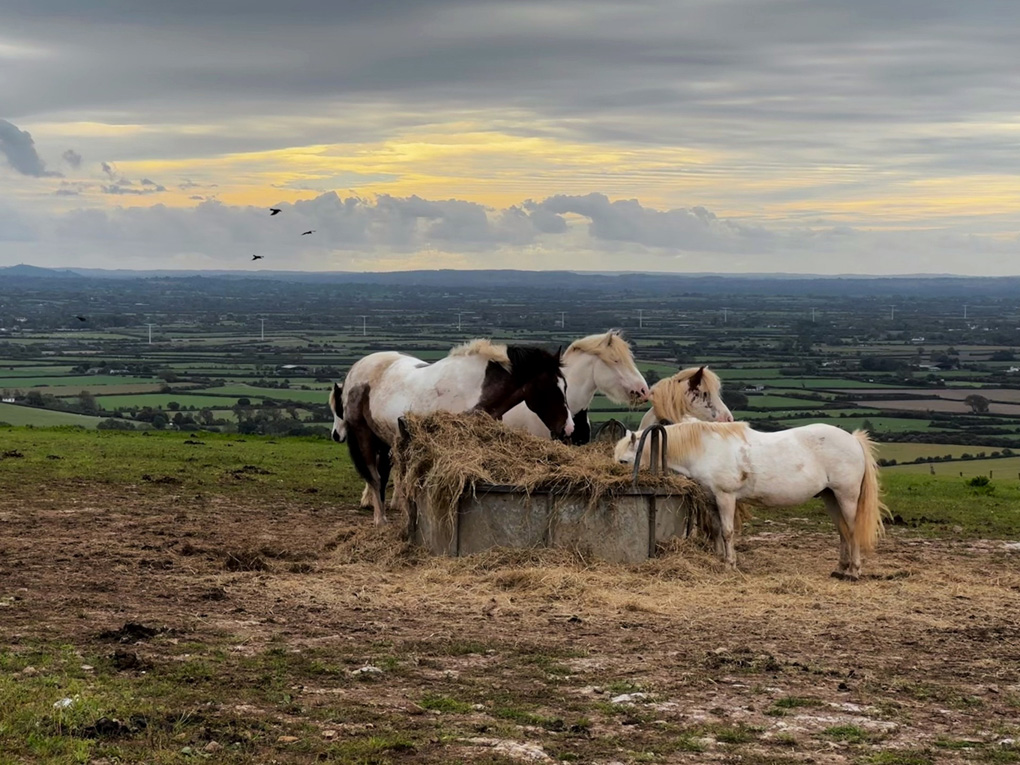 A mixed group of five white and brown horses and ponies eat yellow hay in front of some green hills