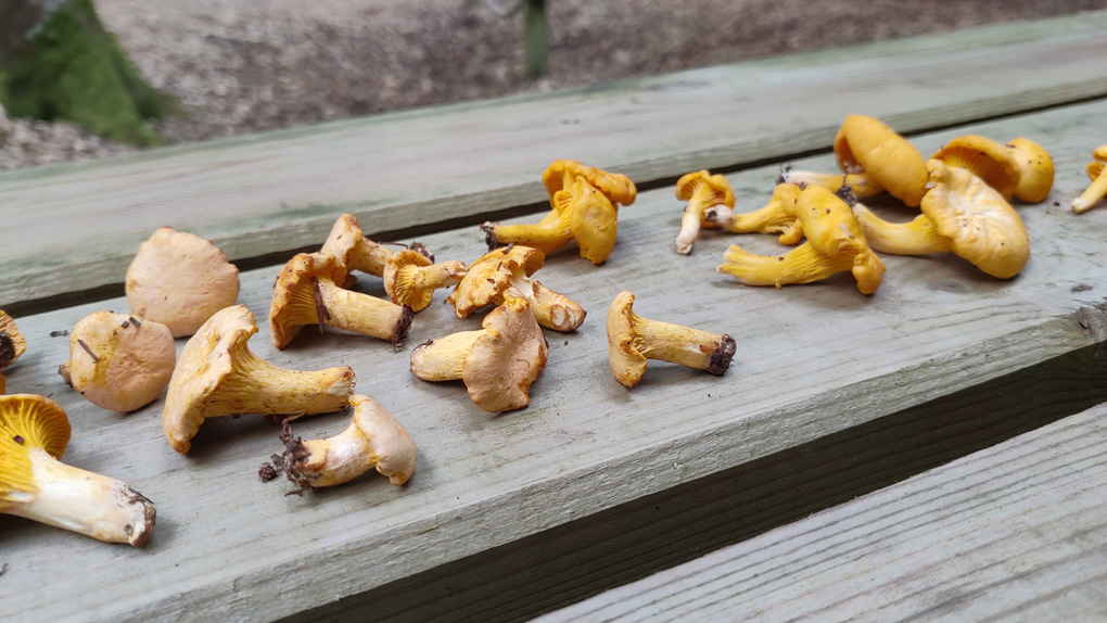 A jumble of yellowy orange mushrooms are strewn on a wooden bench in a woodland