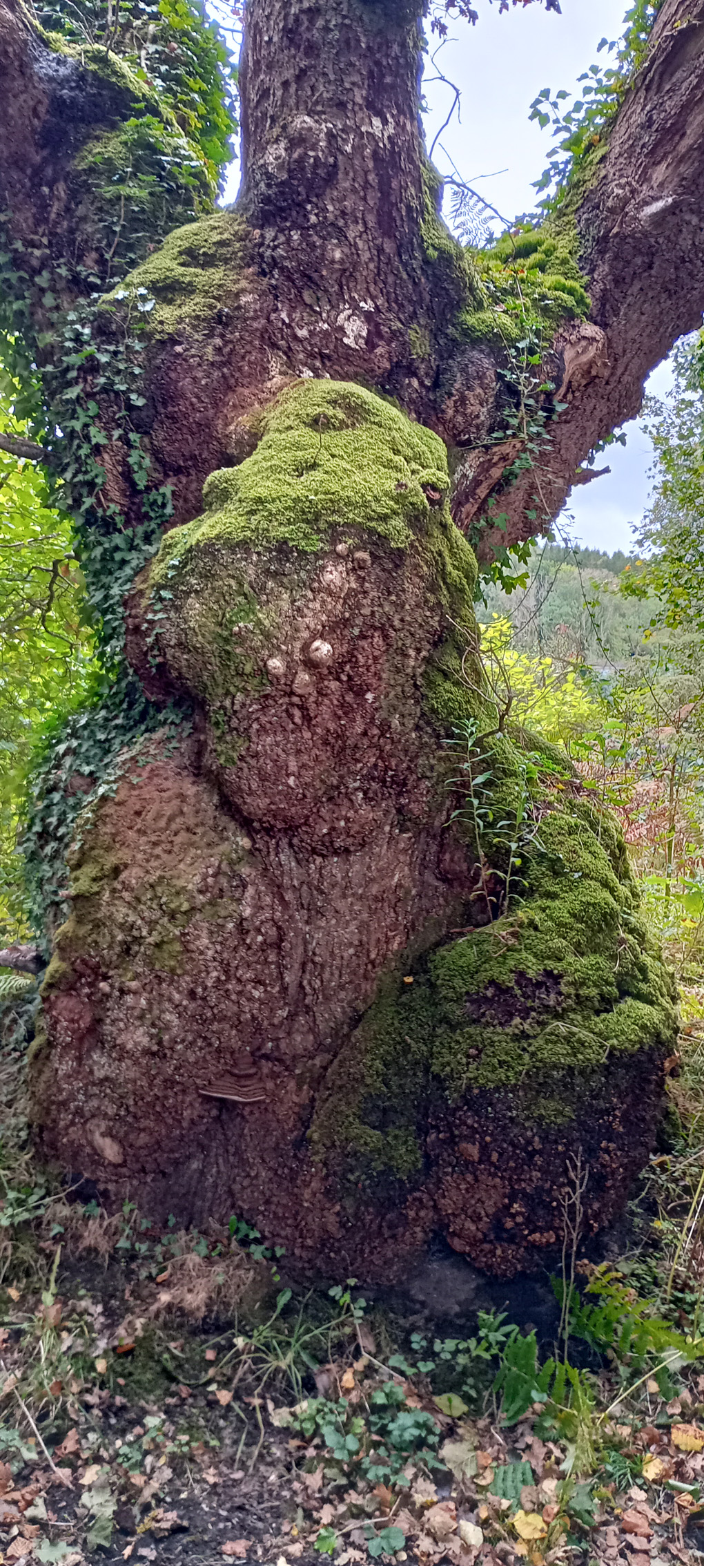 A particular type of troll from the wild hills and valleys of Wales must have caught the first rays of the sun and have been transformed into a tree. He retains his green cap though.