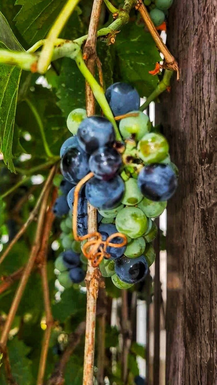 Grapes in Autumn