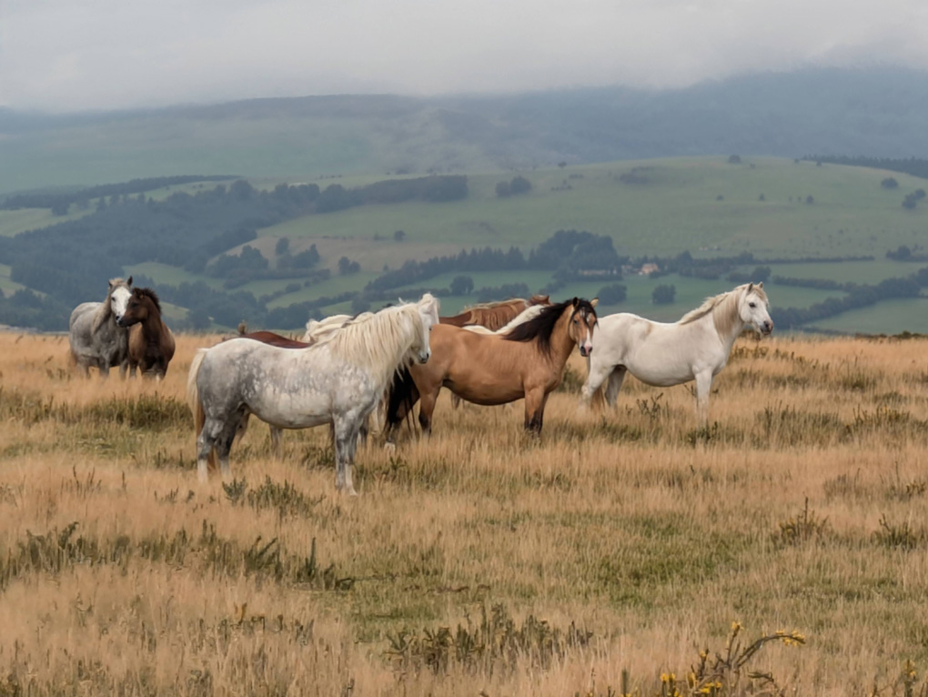 6 wild horses in the countryside.