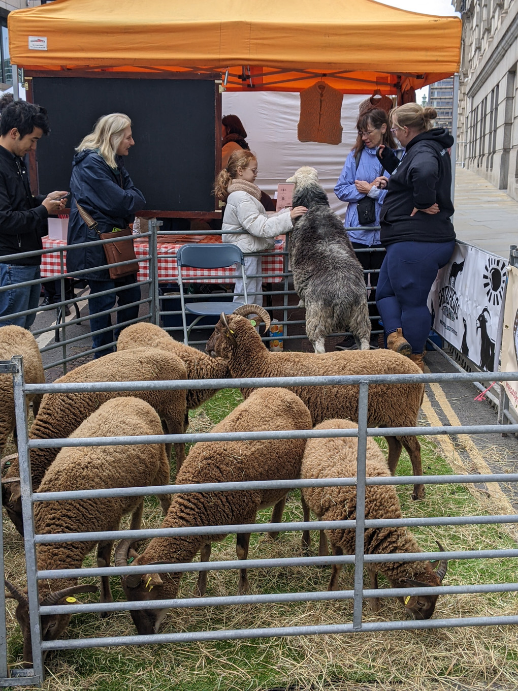 Sheep in pen on bridge