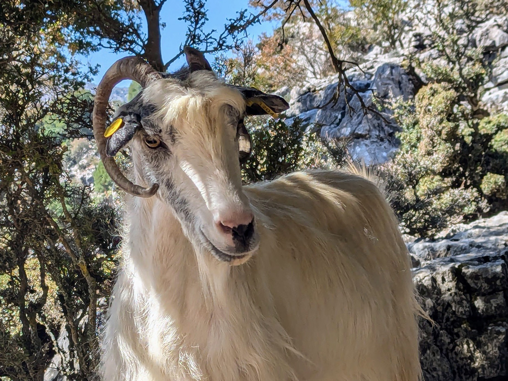 A goat in the mountains of Crete.