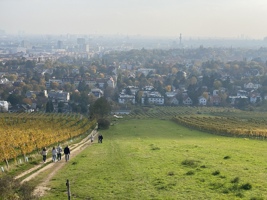 A view looking downhill, with fields and yellow-leafed vineyards in the foreground and a Vienna cityscape in the background