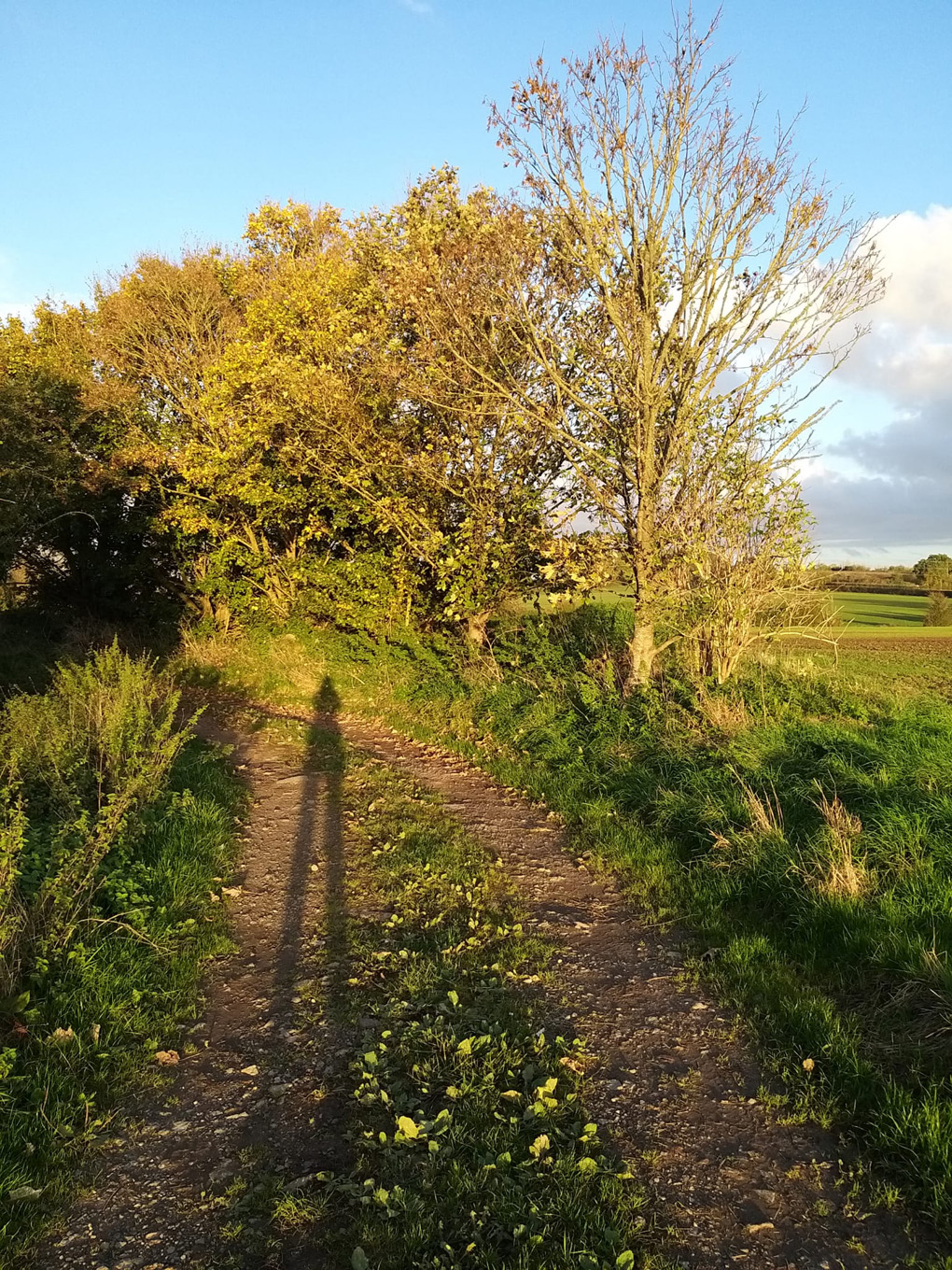 Trees illuminated in the setting sun, and the long shadow of the photographer