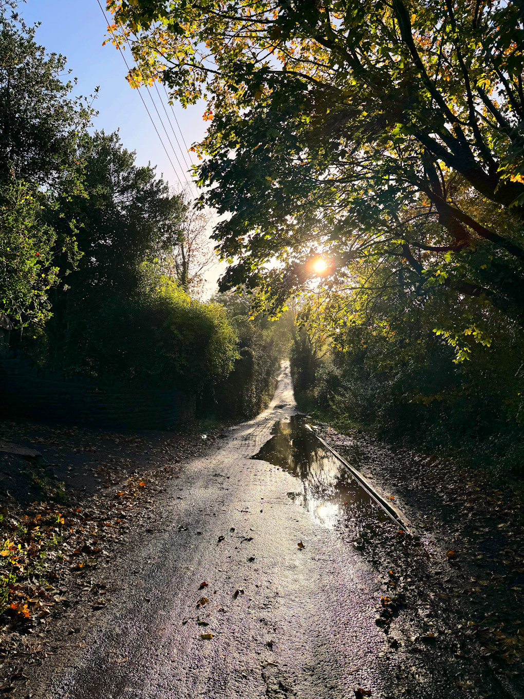 Sharp bright sunshine streams through dark branches and goldening leaves, reflected in a pool of rainwater in the lane below