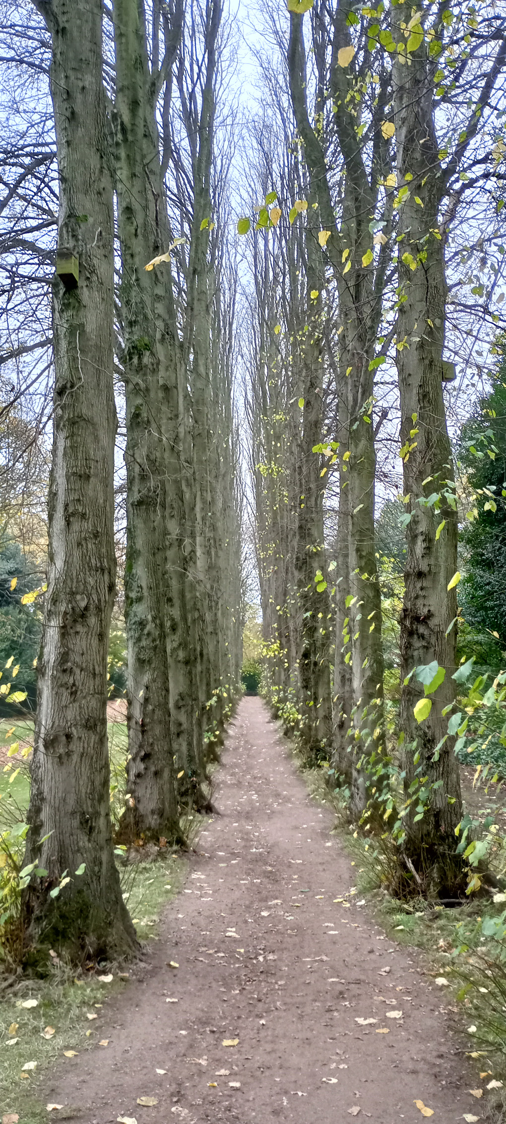 An avenue of towering lime trees at Wentworth Castle Gardens.