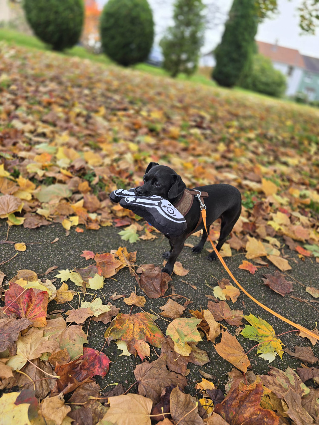 Black puppy holding a skeleton toy