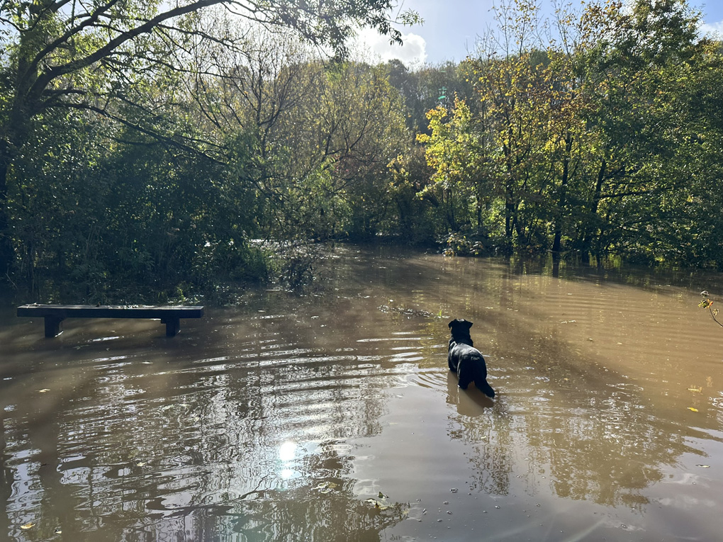 A dog wading through deep water with a bench in the background.