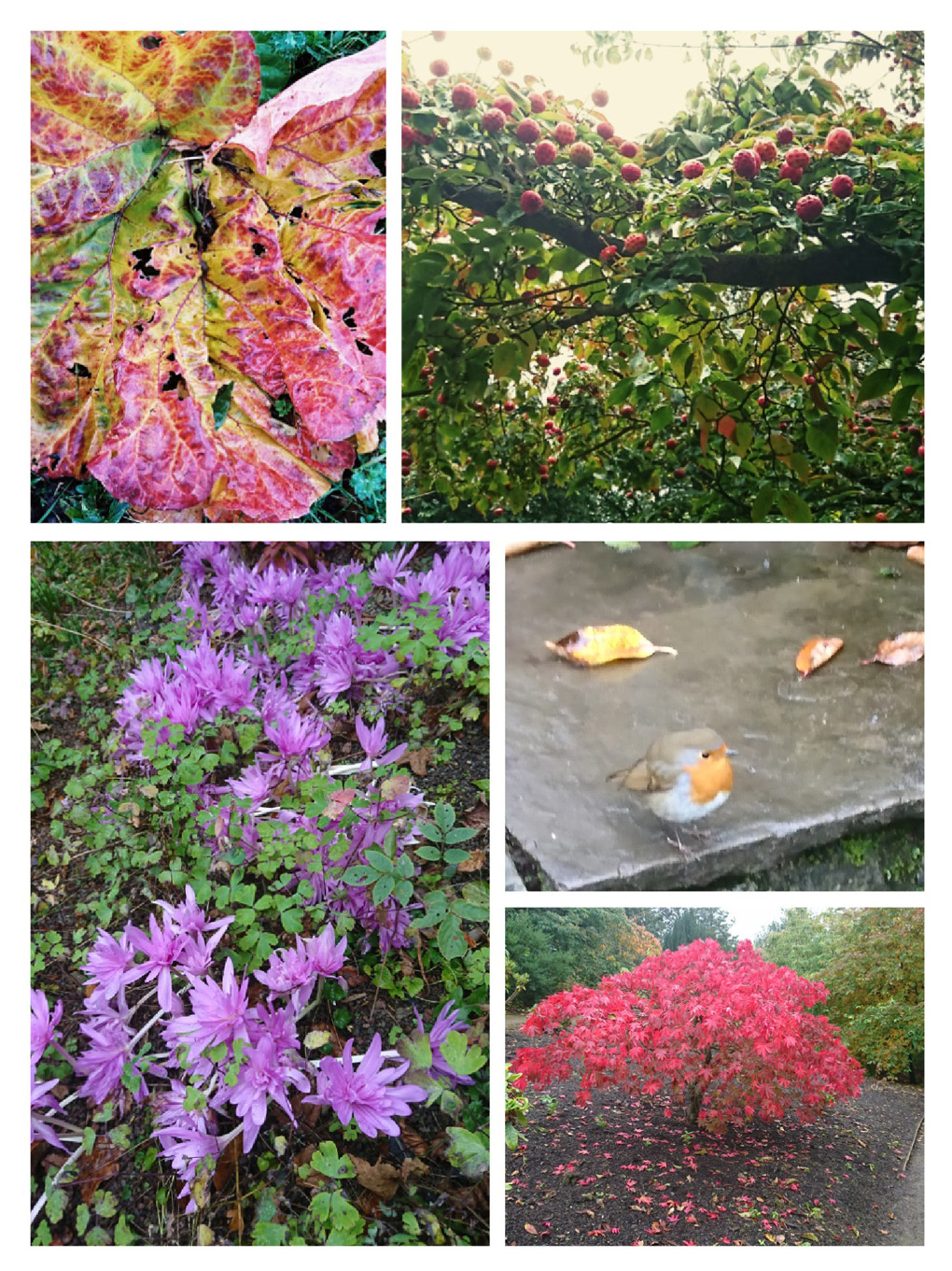 A collage of vibrant autumn colours - A rhubarb leaf had turned a surprising myriad of bright colours. A dogwood tree sporting its red berries looking similar to cherries from a distance. A lovely splash of pinky purple ‘Naked Ladies’ gracing the ground. A friendly young Robin ventured very close posing on a step, all fluffed up and finally a beautiful young Acer Tree adorned in all its red Autumn glory.