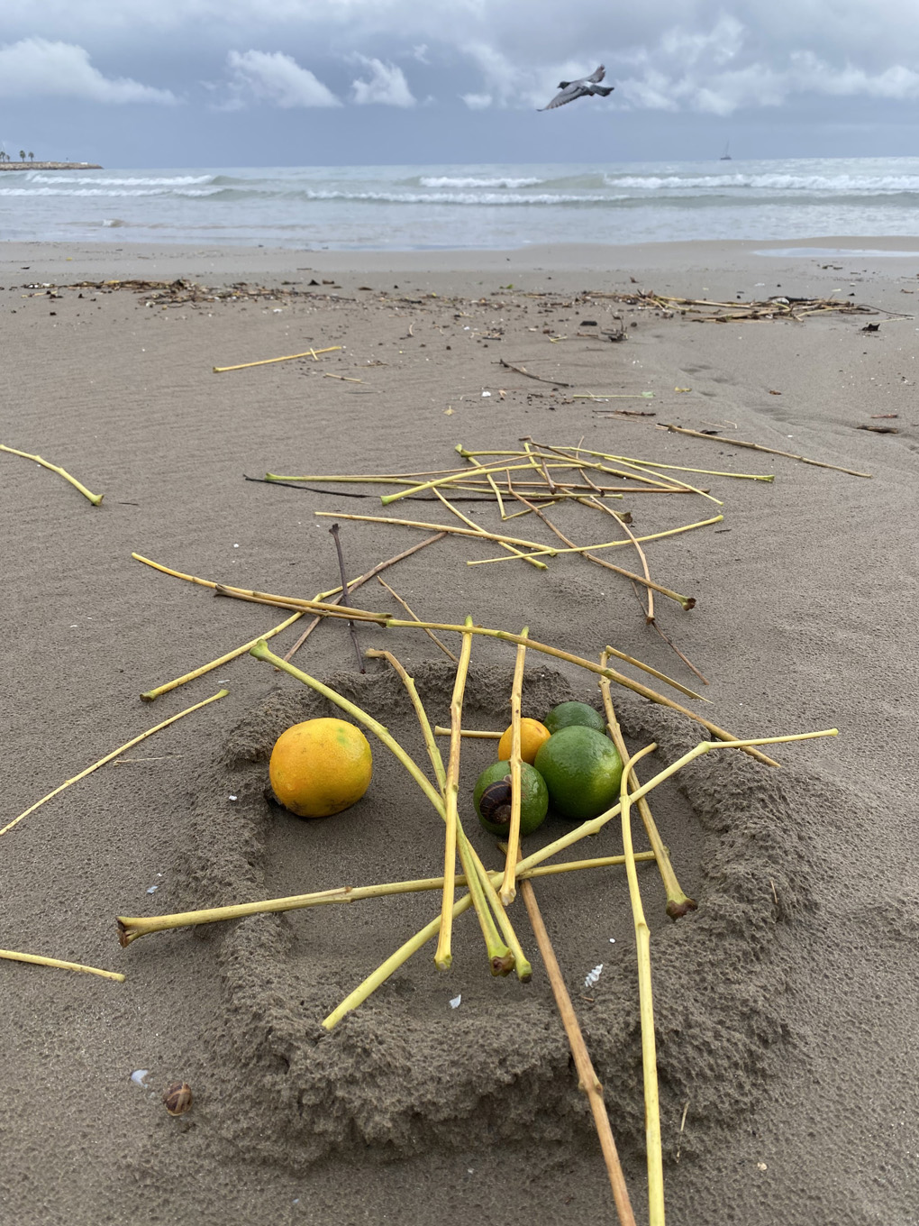 A small pile of lemons and limes on a wet beach, with yellow sticks scattered on top and around, and the sea and a grey sky in the background