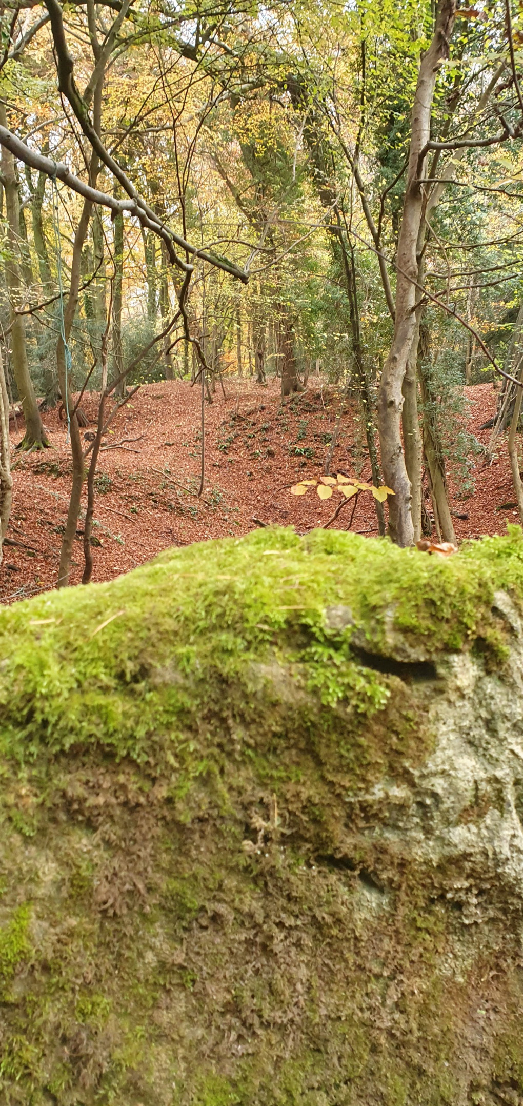 A stone wall is in the foreground. Behind the wall is a clearing in a wooded area. There are trees bare of leaves in the middle distance. The floor is covered in leaves all different shades of orange