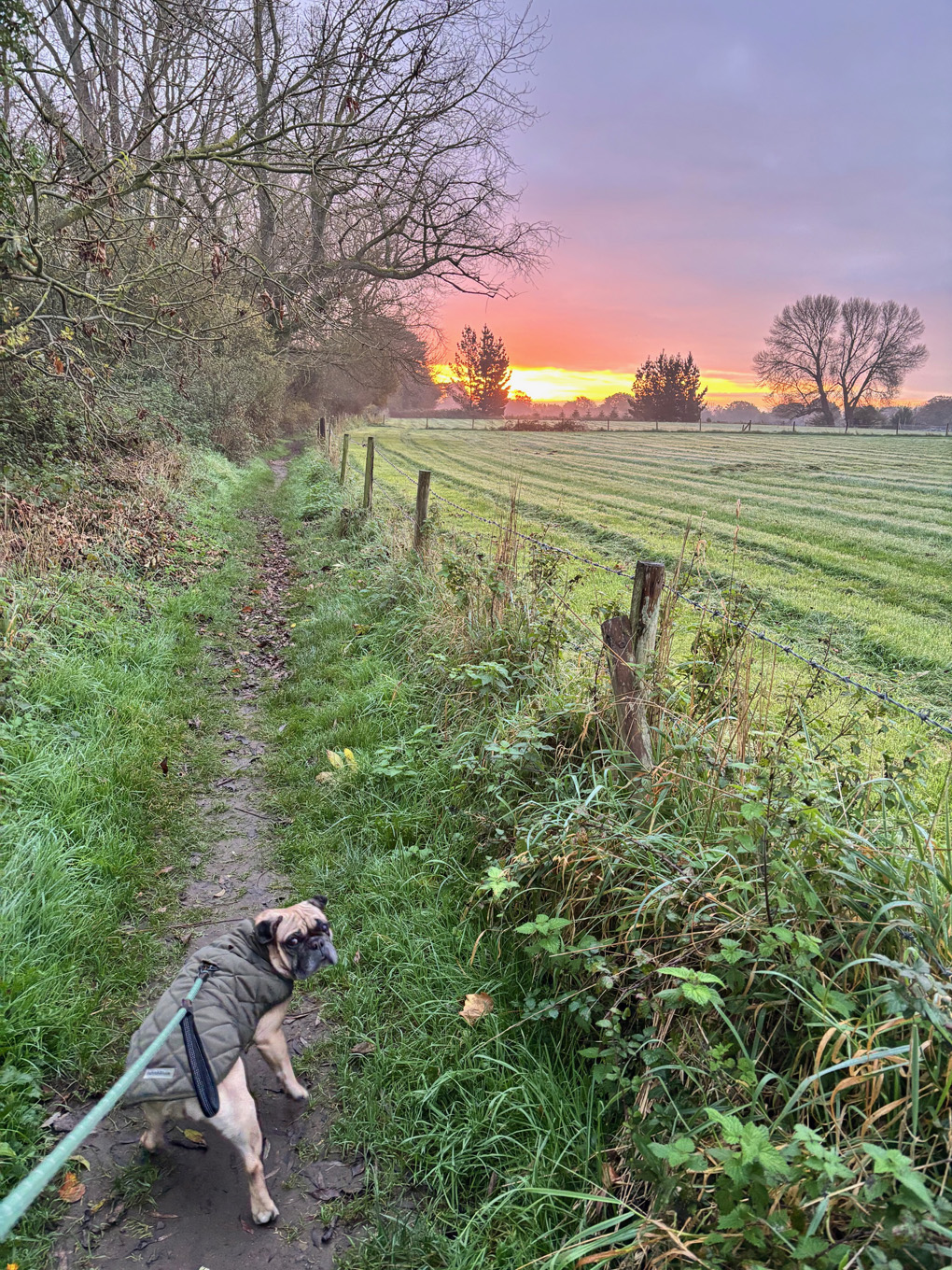 A small dog in a coat looks back towards the camera. In the distance there’s a fiery red and orange sky