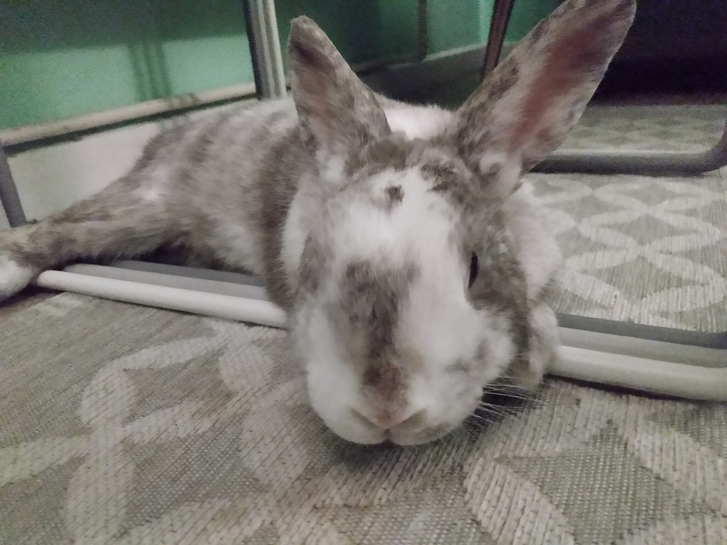 A grey and white splodged rabbit lies out and looks at the camera.