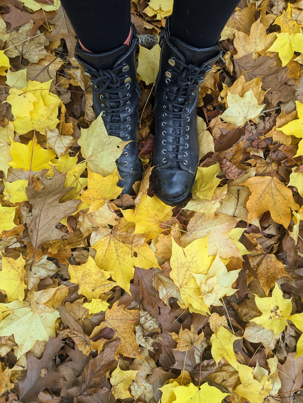 A pair of black lace boots partially buried in a mix of crisp autumn leaves of varying colours.