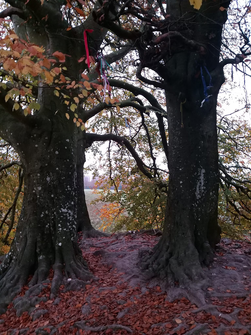 4 trees in a huddle, with coloured autumn leaves and pretty ribbons tied to the branches