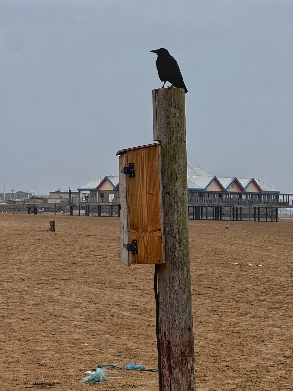 A black crow perches on a weather-stained wooden post, set in a sandy beach with buildings in the background