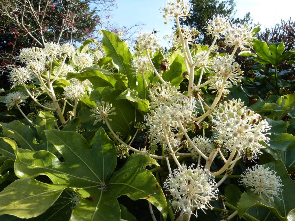 Late autumn food for insects in the form of flowers on the Fatsia shrub providing nectar and pollen.