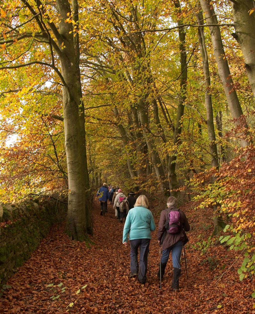 A group of walkers wind their way, through a beech wood in it's full autumn glory.