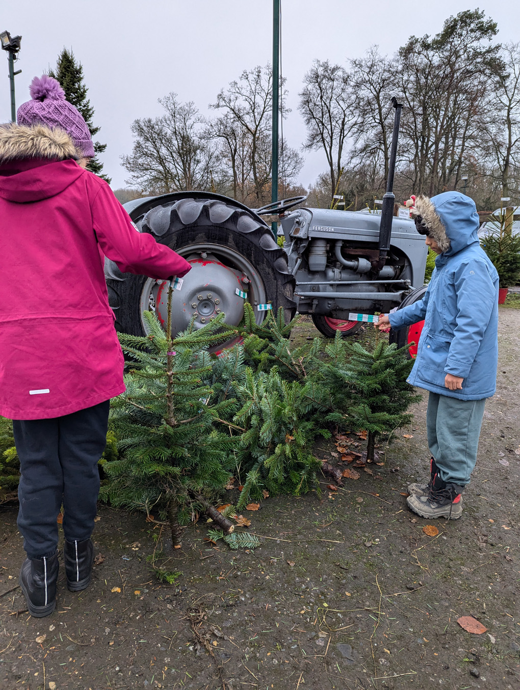 Little Xmas trees in front of grey tractor