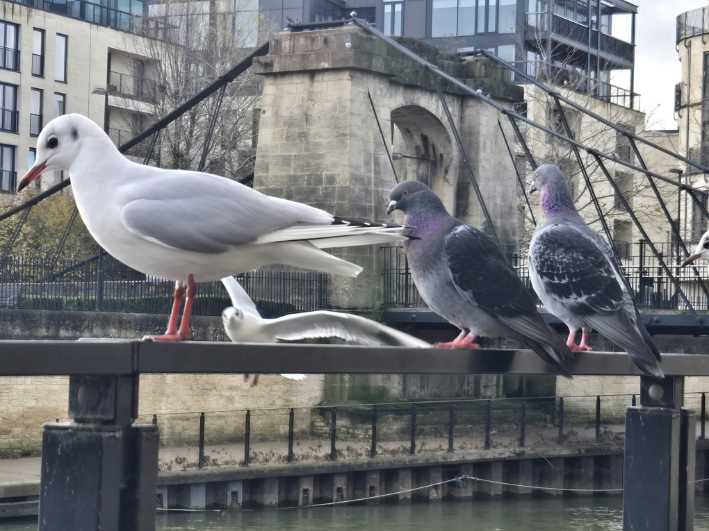 In the foreground tree pigeons sit on a railing by the river. A fourth bird, just visible behind the railings, is flying very close by, eying up an empty spot. There is a bridge across the river in the background