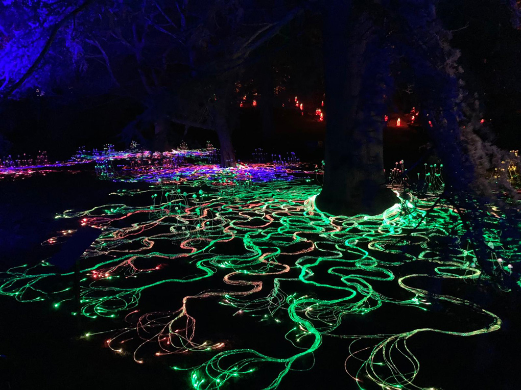 Lights laid out along tree roots in the dark