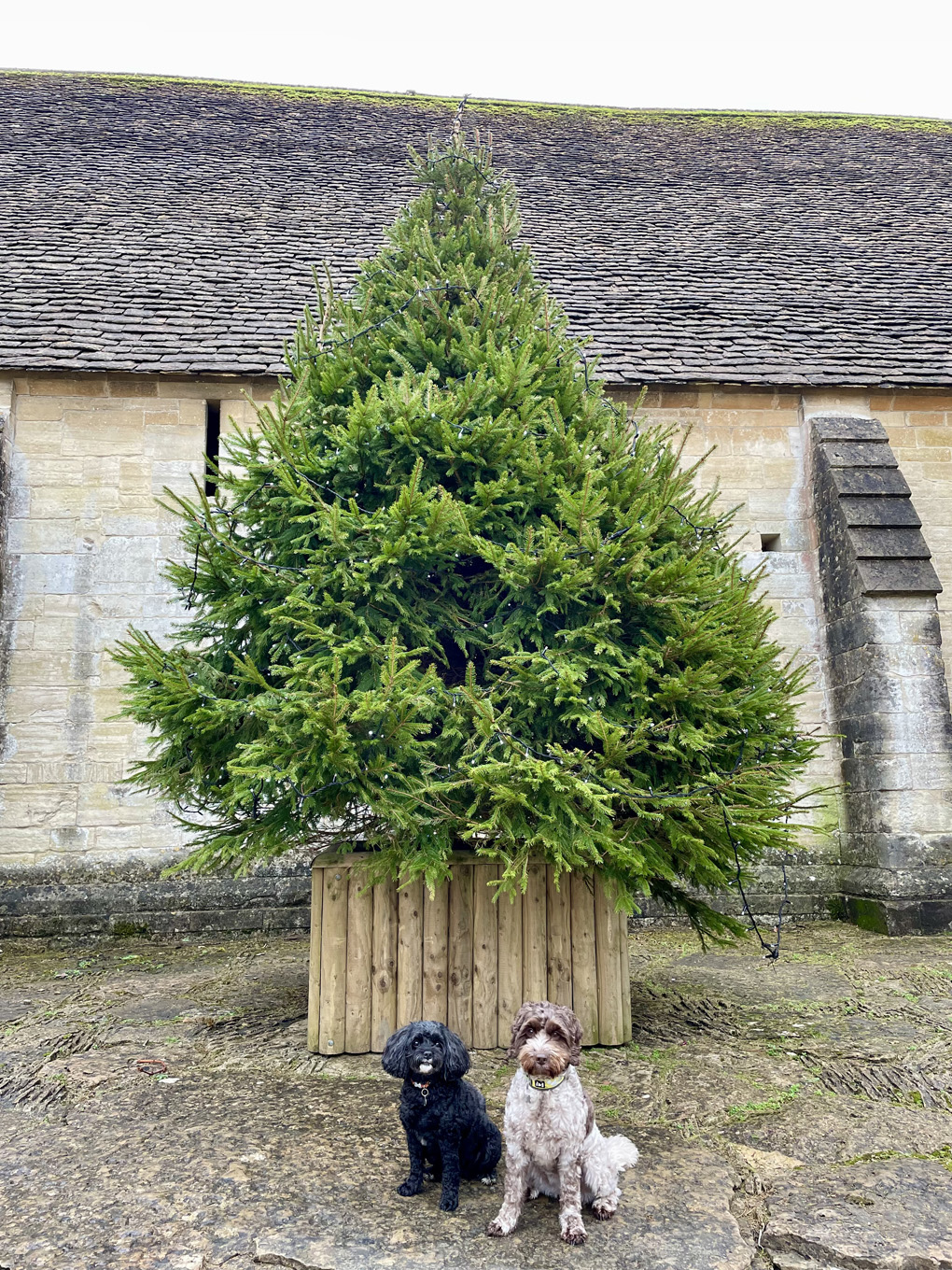 Two small dogs sat in front of Christmas tree outside an old stone batn