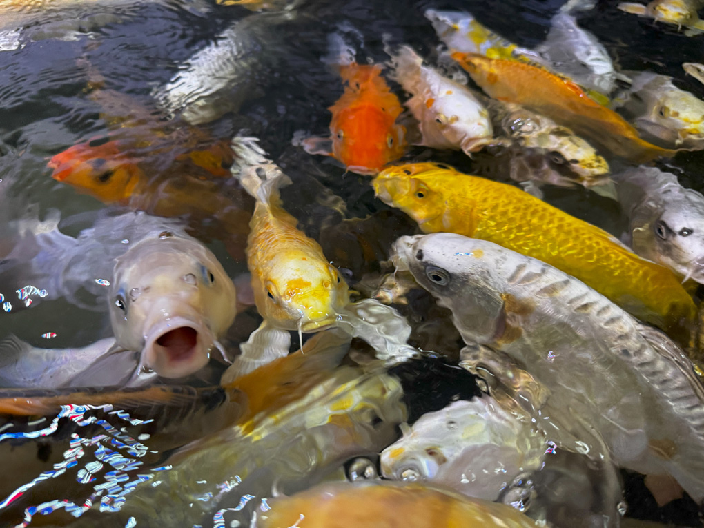 A mass of silver, gold, and bright orange koi carp fish in choppy water