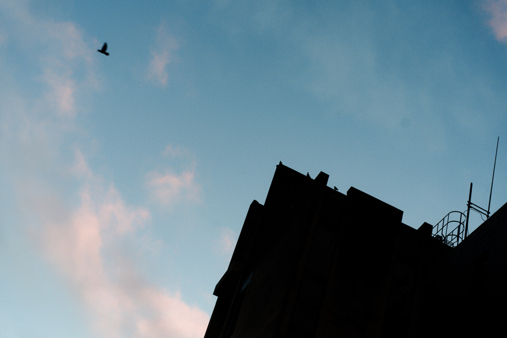 A pigeon in flight, flying away from the corner of a tower block in bath where the rest of its flock roosts, in stillness.