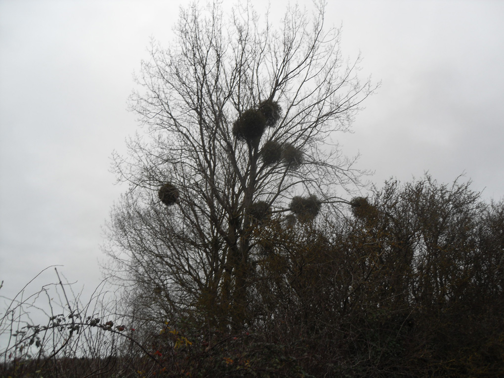 Balls of mistletoe growing in very tall tree