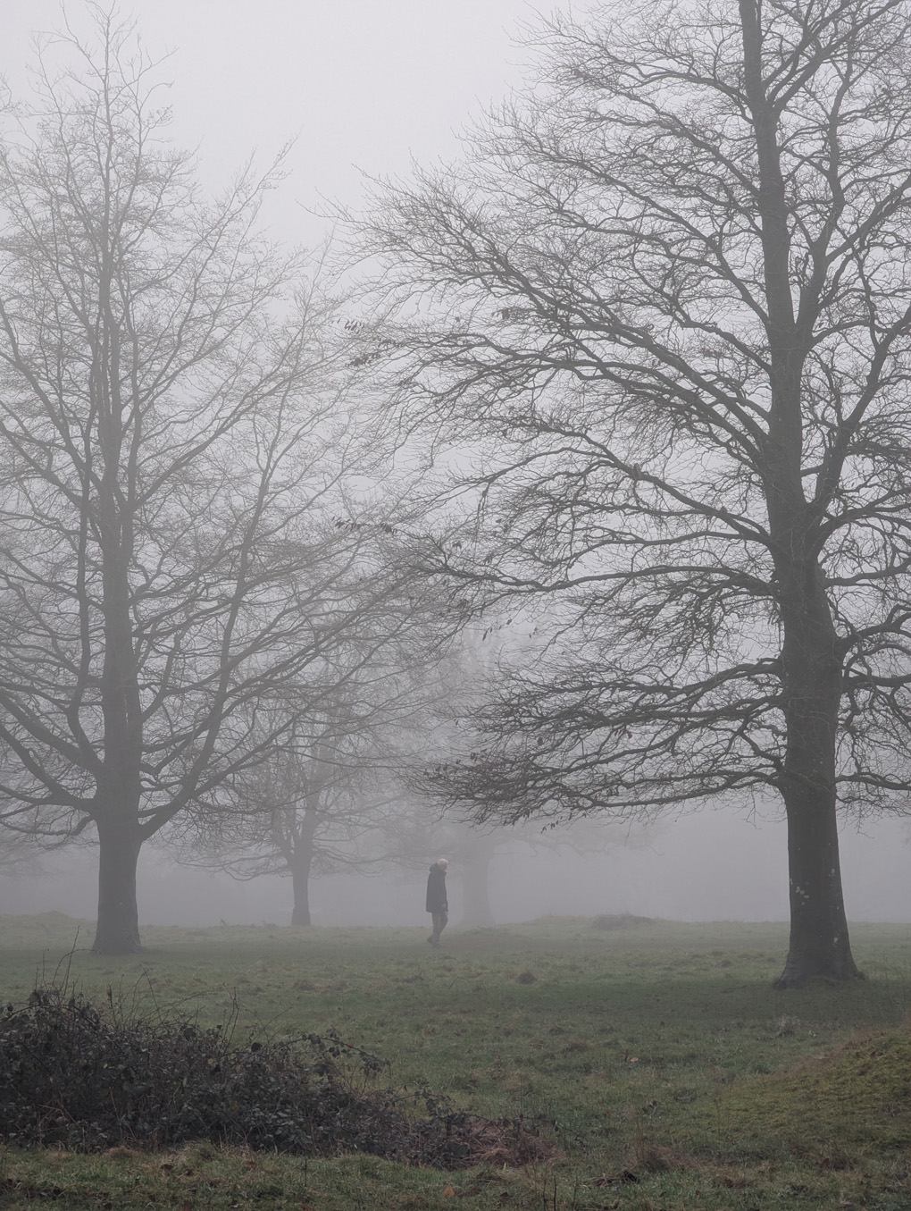 Lone figure walking through trees in a fog covered park