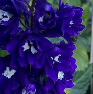 Purple / blue flower