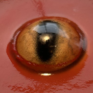 An eye floating in red tomato juice