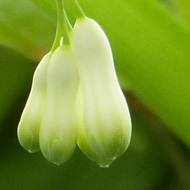 This plant looks well in late April with its green-tipped white pendulous flowers and delicate green leaves. It grows every year despite the attention of the Solomon's seal sawfly larvae, which reduce the plant to a skeleton by the end of June.