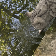 Cat drinking from moat